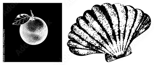 Classic halftone print of citrus fruit with leaf and scallop, vector art, retro engraving style, natural elements, isolated graphic design.