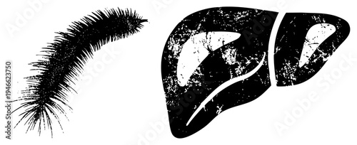 Medical illustration of liver anatomy with textured grain, paired with dynamic ink brushstroke, vector art, biological symbol, graphic design asset, medical.