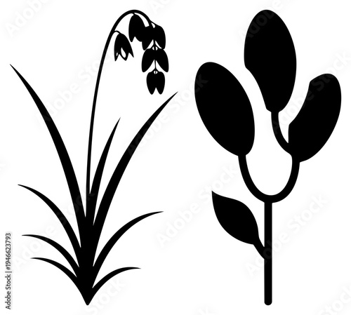 Minimalist black vector illustrations of lily of the valley and pea plant, botanical, clean style, garden design elements, nature motifs.