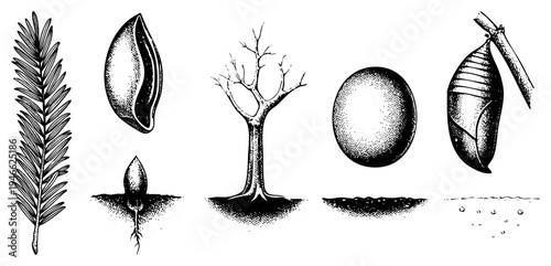 Botanical illustration showing life cycle seed germination, sapling growth, mature tree, egg, and chrysalis. Nature’s metamorphosis depicted in halftone engraving style.