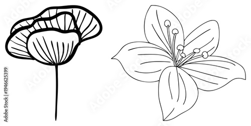 Vector art of abstract flowers with detailed petals and central stamens, botanical illustration, graphic design element, minimalist style, decorative motifs.