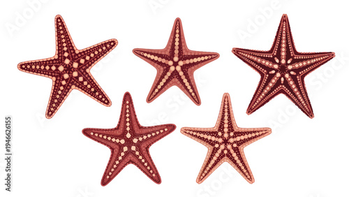 Five vibrant red starfish collection isolated on white background. Detailed marine life illustration for ocean and beach themes.