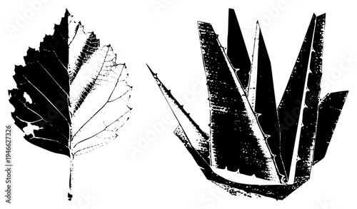 Detailed botanical vector art of a leaf and aloe vera plant, graphic, natural textures, isolated plant elements, botanical illustration.