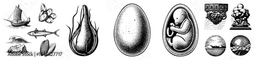 Black and white halftone engravings depicting oceanic themes, fetal anatomy, and natural phenomena isolated vector for design, medical, or educational use.