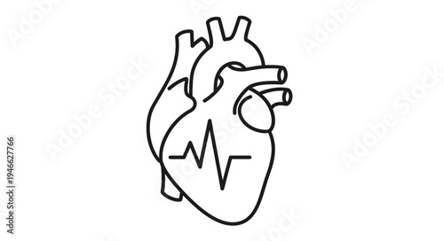 Anatomical heart with electrocardiogram line illustration.