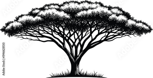 acacia tree silhouette illustration, african savanna landscape nature icon, flat top tree vector
