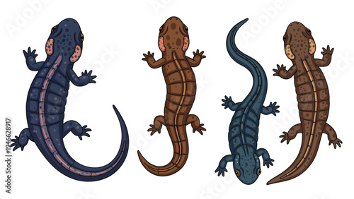 Set of colorful salamander and newt illustrations, top view vector collection on white background