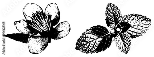 Black and white botanical print of flower and mint leaves, vintage illustration, halftone texture, natural elements, herbal design, engraved style, plant art.