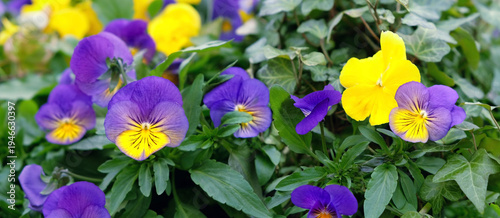 Beautiful bright pansies flowers, violets close up, nature background. flower bed with blooming yellow-purple pansy flowers. spring summer floral nature image. template for design.