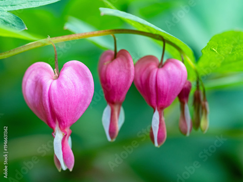 Nahaufnahme der hübschen Blüten der Zierpflanze Trändendes Herz, Lamprocapnos spectabilis