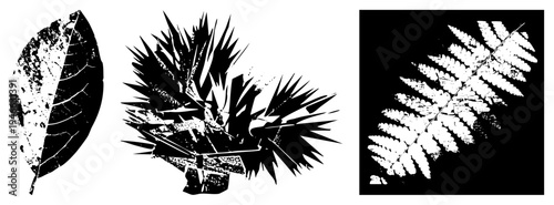 Graphic vector leaves with distressed textures, fern frond, spiky succulent, botanical art, isolated nature motifs, ink stained vector design.