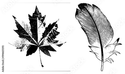 Detailed halftone maple leaf and feather graphic, textured etching style, natural motifs, black and white vector art, isolated design elements.