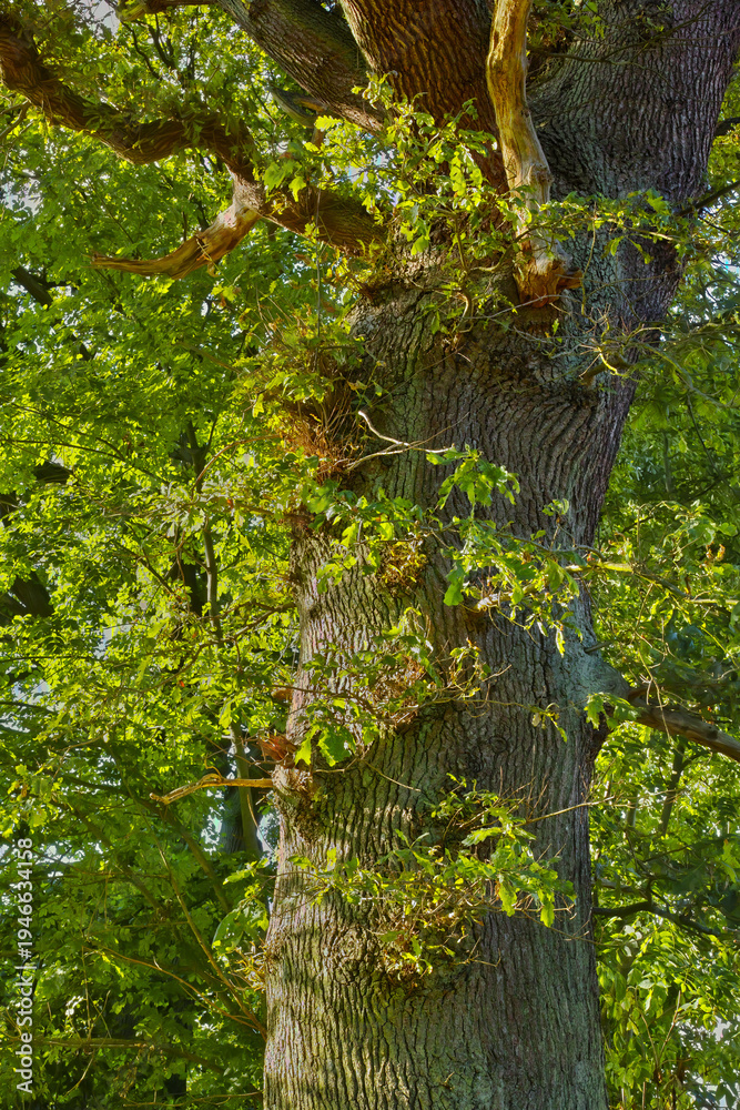 Fototapeta premium Forest, environment and leaves with trees in nature for landscape, summer season or foliage. Sustainability, plants and conservation park with woods and trunk outdoor for growth and destination