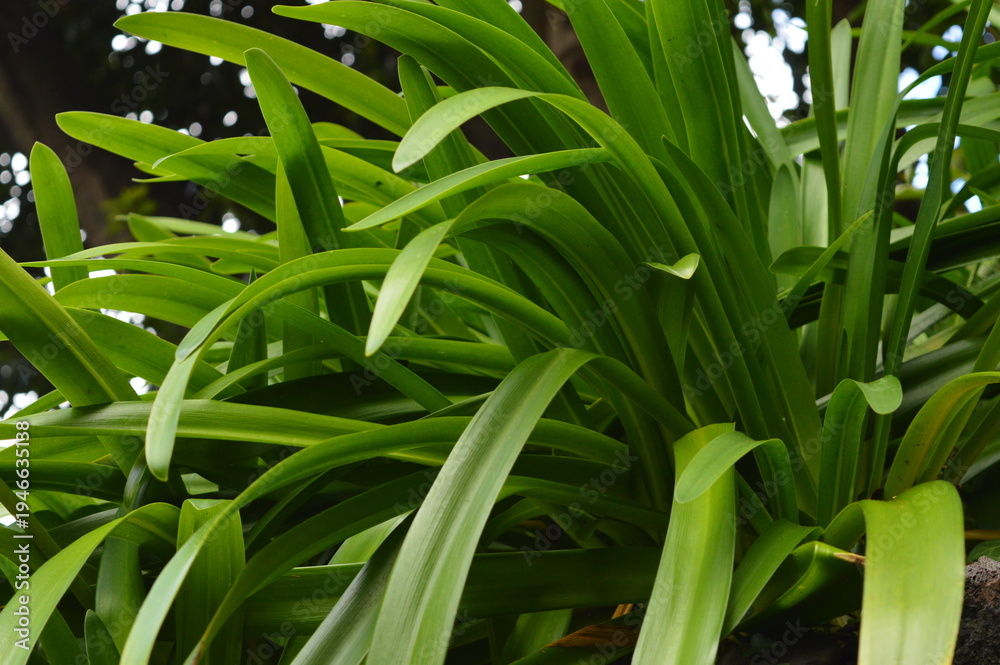 Obraz premium close up of green grass