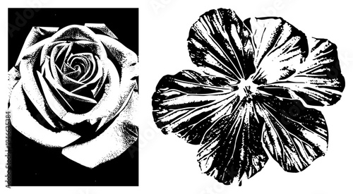 Vector prints rendered in halftone style, rose with spiraled petals, hibiscus with layered bloom, black and white, graphic design elements.