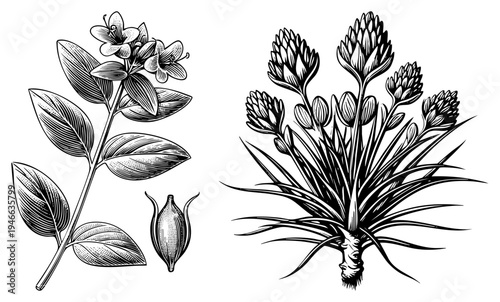 Hand drawn botanical sketches of flowering plants, scientific plant illustration, herbal anatomy, flora study, engraved style, nature study, plant morphology, botanical art.