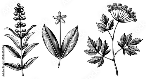 Vintage style botanical sketches of herb plants, medicinal flora, plant anatomy, scientific illustration, engraved flora, herbal study, botanical art.