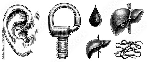 Detailed vector illustrations of human ear, liver anatomy, blood droplet, and parasitic worms, rendered in classic engraving style, ideal for educational or design use.