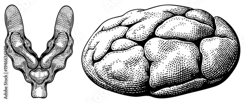 sectional and lateral views of the human brain, showcasing gyri and sulci, neuroanatomical structures, cerebral cortex, medical illustration, educational diagram.