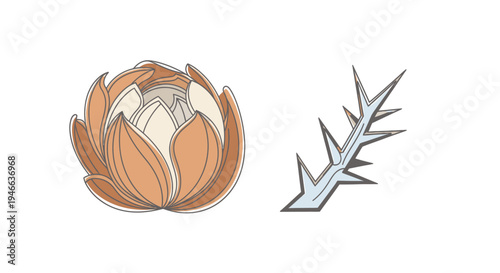 Illustration of Tulip and Thorn.