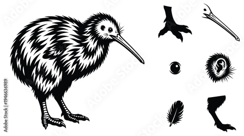 Kiwi bird vector illustration collection including kiwi body with feathers long beak eye feather head part and bird foot icon