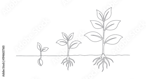 Seedling Growth Stages Illustration Simple Line Art.