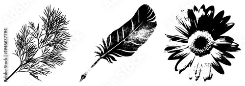 Dill herb sprig, quill feather, daisy flower, vector botanical illustrations, nature, artistic art.