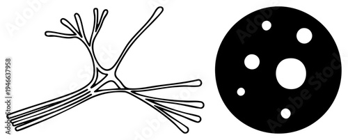 Neural cell dendrite branching, synaptic receptor plate, brain cell communication, neurobiology illustration, black vector.