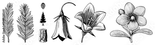 Detailed hand drawn flora including pine, cone, tree stump, bellflower, lily, and daisy like bloom, rendered in classic engraving style with fine.