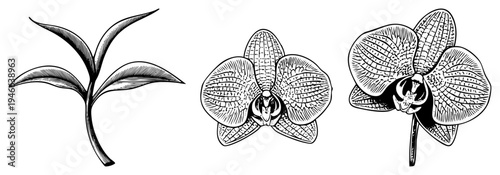 Orchid flower with textured petals, budding sprout with leaves, botanical sketch, vector, design, nature art, hand drawn style.