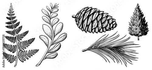 Classic engraved botanical renderings of fern, leafy branch, pinecone, pine, and conifer tree, detailed art, natural science illustration.