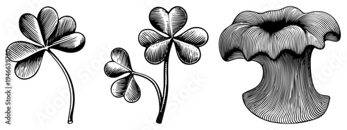 Classic engraved botanical illustration featuring clover and bellflower, hand drawn with hatching technique, vintage engraving style, nature motifs, symbolic flora.