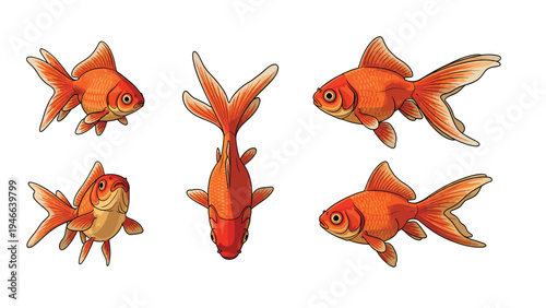 Collection of Goldfish Illustrations from Various Angles Isolated on White