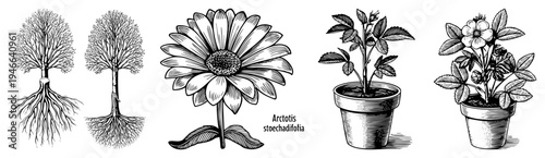 Classic engraved plant drawings, including root systems, Gerbera daisy, potted roses, and detailed anatomy, rendered in art.