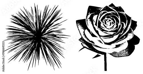 Stylized rose with layered petals and spiky radial burst, vector art, graphic design elements, isolated motifs.
