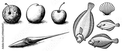 Classic engraved fruit and seafood, including, cherry, flounder, and scallop, rendered with stippling and hatching for antique appeal.