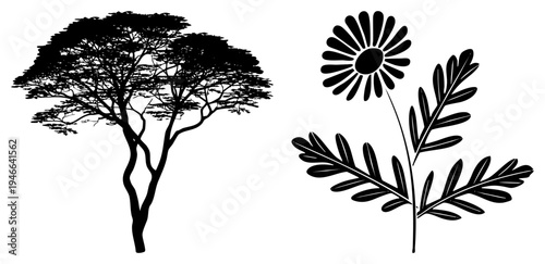 Black silhouette of acacia tree with spreading canopy and daisy flower with leafy stem, botanical vector art, nature clipart, flat design.
