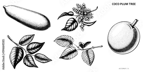 Coco plum fruit, round and oblong variants, leafy branches, clusters, halftone engraved style, botanical study, tropical plant, fruit anatomy.