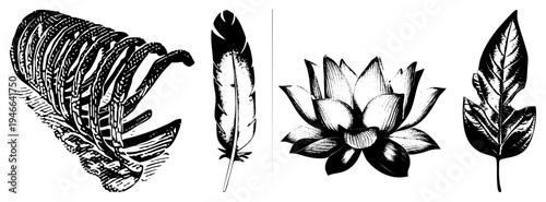 Hand drawn botanical elements including feather, lotus blossom, and leaf silhouettes, rendered in classic engraved style, ideal for design or print.