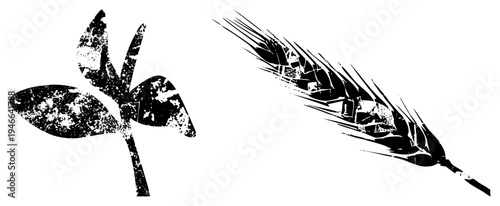 Stylized black and white sprout and wheat ear with distressed texture, minimalist botanical design, agricultural symbols, rustic vector art.