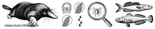 Classic engraved style wildlife and object set mole, horseshoe, spider under magnifier, fish species. Detailed, antique vector art, isolated symbols.