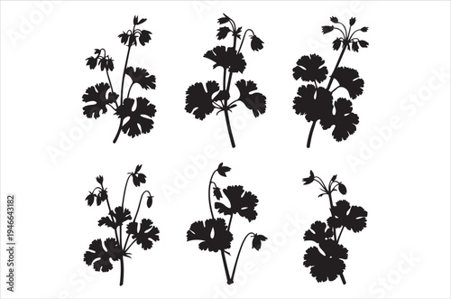 Silhouettes of various cilantro and parsley plant stems and leaves