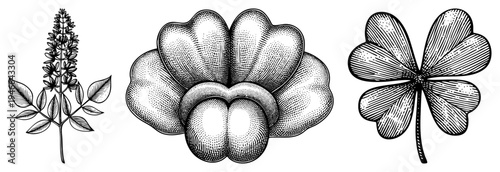 Detailed black and white botanical drawings featuring a flowering stem, heart shaped seed pod, and four leaf clover, rendered with hatching and stippling techniques.