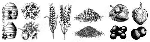 Hand drawn vintage botanical illustrations of bee hives, flowers, wheat stalks, pepper fruits, and grape clusters. Classic engraved style, vector, agricultural and culinary.