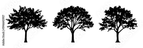 Deciduous tree silhouette set with a wide, spreading canopy featuring smooth lines, clean design, minimalist style with high contrast and stark white background