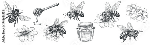 Set of vintage honey bee illustrations in engraving line art style. Hand drawn black and white vector insects isolated on white background for logos, packaging, labels, nature design