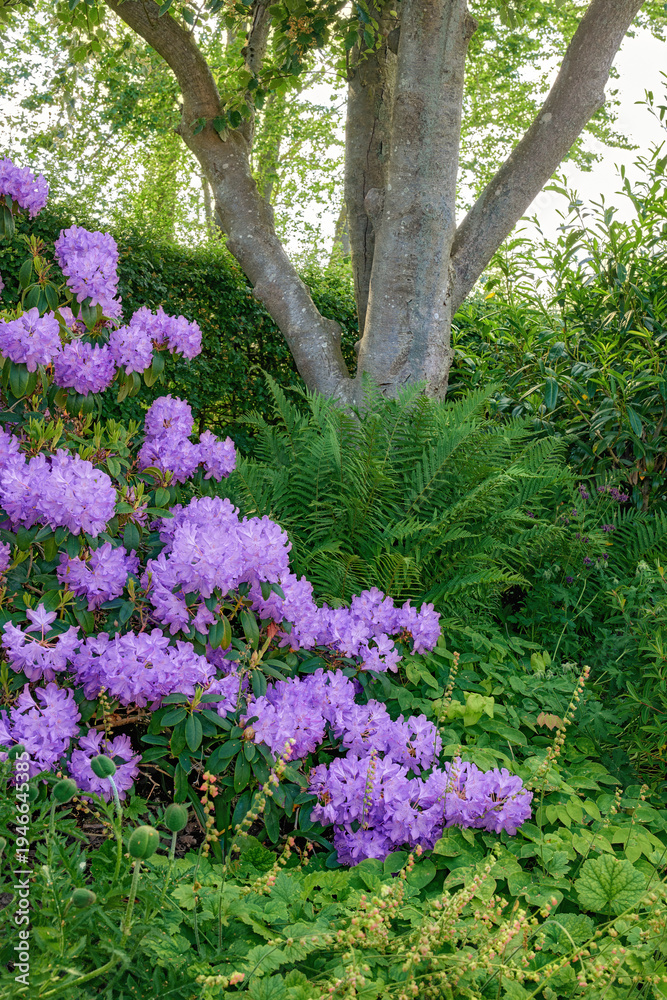 Fototapeta premium Background, environment and garden with purple flowers outdoor, conservation or growth. Nature, shrub and spring with rhododendron growing in remote location for ecosystem or habitat sustainability
