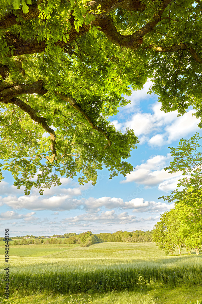 Obraz premium Blue sky, clouds and farmland with tree on grass field for natural growth or environment in nature. Empty, space and greenery with leaves, lawn or land for farming or agriculture in countryside