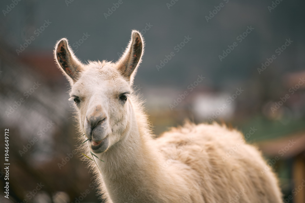 Fototapeta premium Fluffy white llama chewing grass in the sun