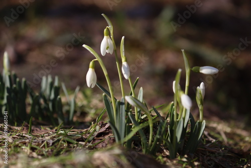 Flowering white snowdrop (Galanthus nivalis) plants in spring garden